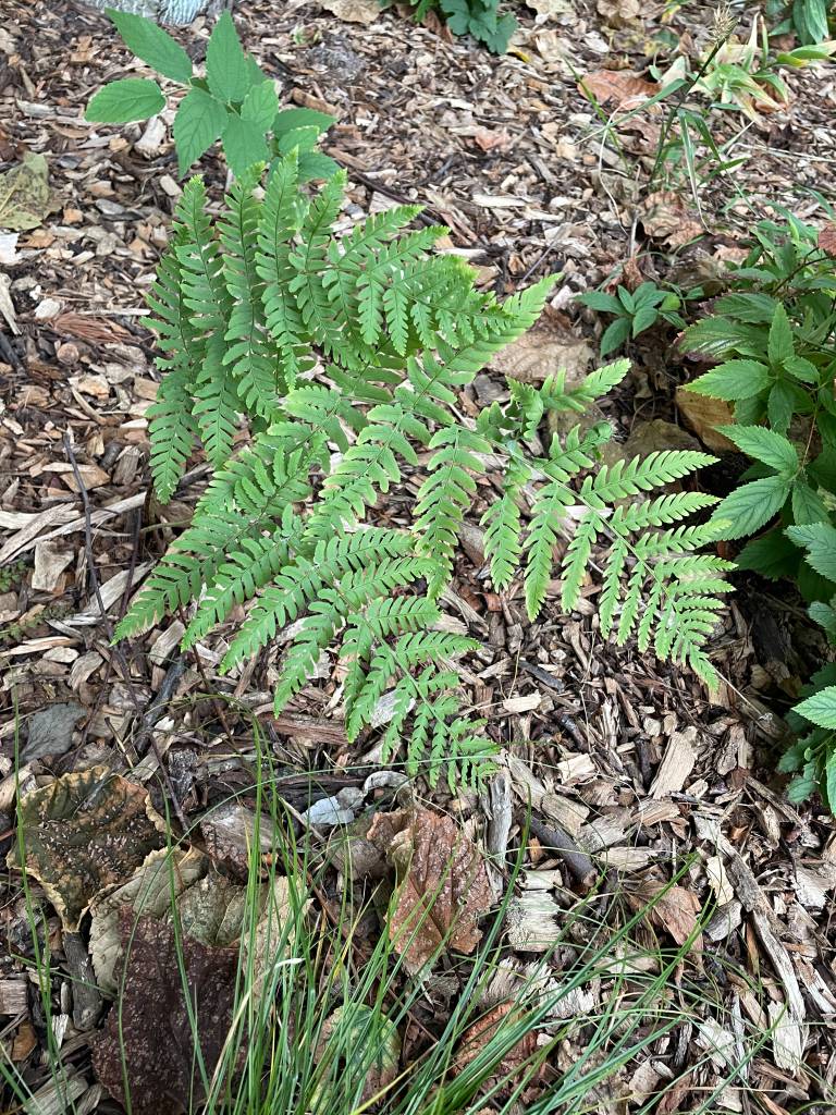 Plant name: Leather Wood Fern Dryopteris marginalis 